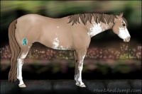 Horse Color:Black Pearl Sabino 