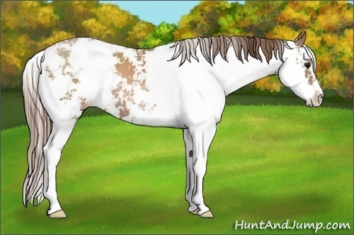 Horse Color:Black Pearl Sabino 