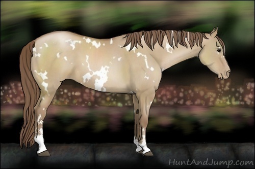 Horse Color:White Spotted Grullo Pearl Sabino 