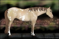 Horse Color:White Spotted Grullo Pearl Sabino