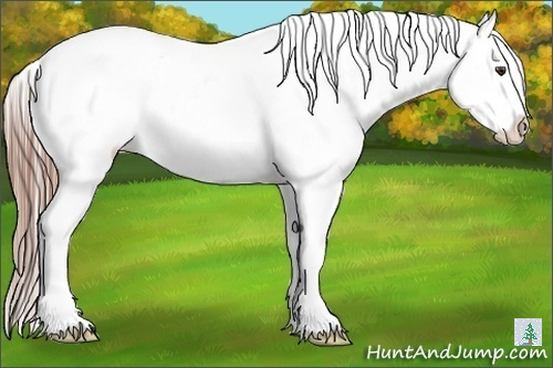 Horse Color:Liver Chestnut Near Leopard 