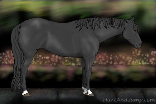 Horse Color:Smoky Black 