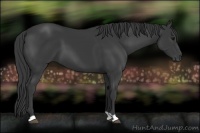 Horse Color:Smoky Black 