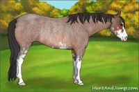 Horse Color:Bay Roan Sabino Rabicano