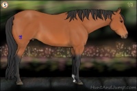 Horse Color:Bay 