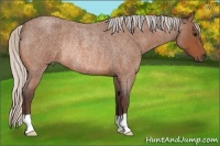 Horse Color:Silver Bay Roan Rabicano 