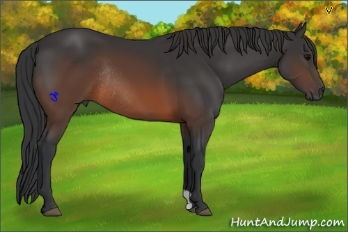 Horse Color:Brown Rabicano 