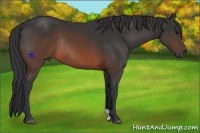 Horse Color:Brown Rabicano