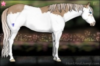 Horse Color:Palomino Roan Splash Frame Rabicano