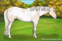 Horse Color:White Spotted Silver Buckskin Pearl 