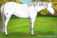 Horse Color:Bay Snowflake Varnish