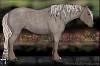 Horse Color:Silver Blue Roan