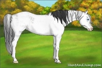 Horse Color:Grullo Sabino Splash 