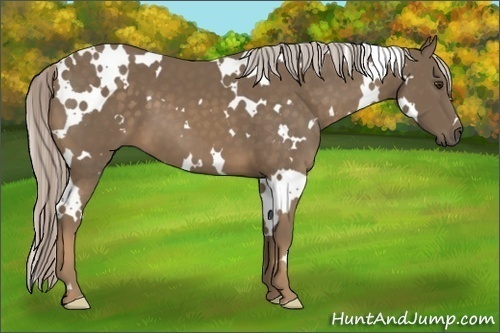Horse Color:White Spotted Chocolate Palomino Frame