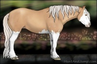 Horse Color:Silver Classic Champagne Sabino Splash