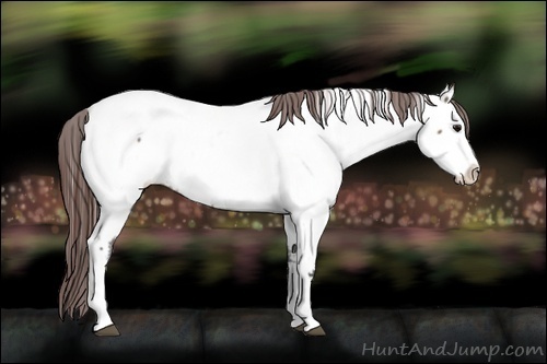 Horse Color:Brown Dun Appaloosa Rabicano 