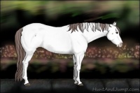 Horse Color:Brown Dun Near Fewspot Rabicano