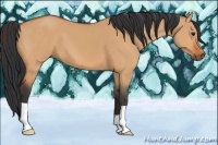 Horse Color:Bay Dun