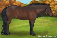 Horse Color:Brown 