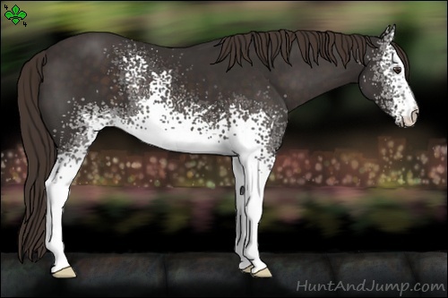 Horse Color:White Spotted Liver Chestnut 
