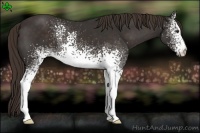 Horse Color:White Spotted Liver Chestnut 