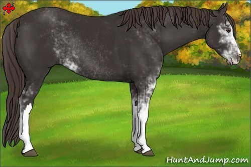 Horse Color:Liver Chestnut Sabino Rabicano 