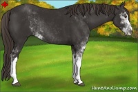 Horse Color:Liver Chestnut Sabino Rabicano 