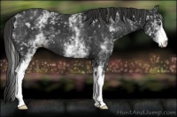 Horse Color:White Spotted Liver Chestnut 