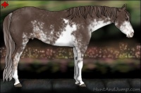 Horse Color:Liver Chestnut Sabino