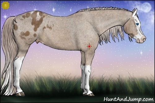 Horse Color:Chocolate Palomino Splash Appaloosa  Brindle