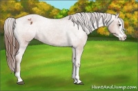 Horse Color:Bay Splash Appaloosa 