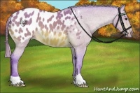Horse Color:Watercolor Buckskin Appaloosa 