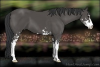 Horse Color:Black Sabino