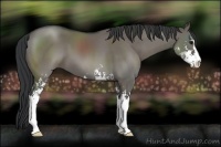 Horse Color:Grullo Sabino 