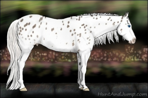 Horse Color:Silver Black Sabino Splash Near Leopard 