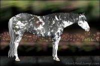 Horse Color:Black Sabino 