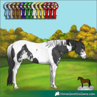 Horse Color:Black Sabino Tobiano