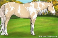 Horse Color:White Spotted Gold Cream Champagne Sabino