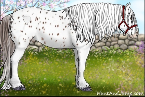 Horse Color:Bay Splash Frame Appaloosa 