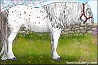 Horse Color:Bay Splash Frame Appaloosa 