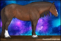 Horse Color:Liver Chestnut Sabino 