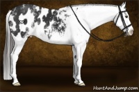 Horse Color:White Spotted Liver Chestnut Splash Appaloosa 