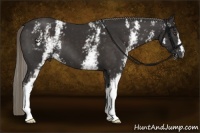 Horse Color:White Spotted Liver Chestnut 