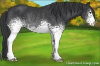 Horse Color:White Spotted Black Rabicano 