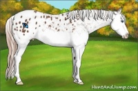 Horse Color:Chestnut Sabino Splash Appaloosa 
