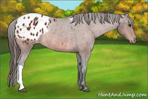 Horse Color:Bay Appaloosa Rabicano