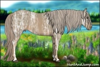 Horse Color:Watercolor Palomino Ice 