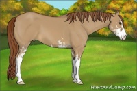 Horse Color:Red Dun Sabino
