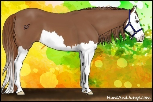 Horse Color:Chestnut Splash 