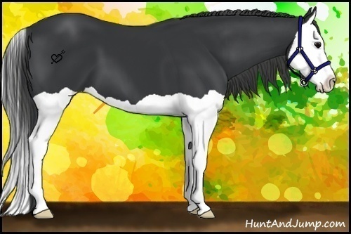 Horse Color:Black Splash